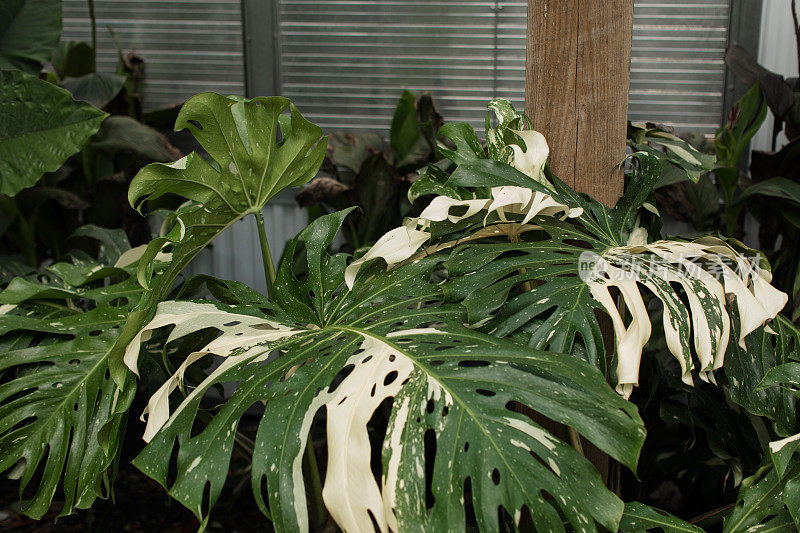 巨大的白色杂色Monstera Deliciosa植物“泰国星座”在明亮的佛罗里达阳光